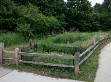 David Bernie Photos Photography Neglected Eastern Prickly Pear Cactus Montrose Point Bird Sanctuary The Magic Hedge Lincoln Park Chicago Native Plants Prairie Garden Chicago Parks District June 2022