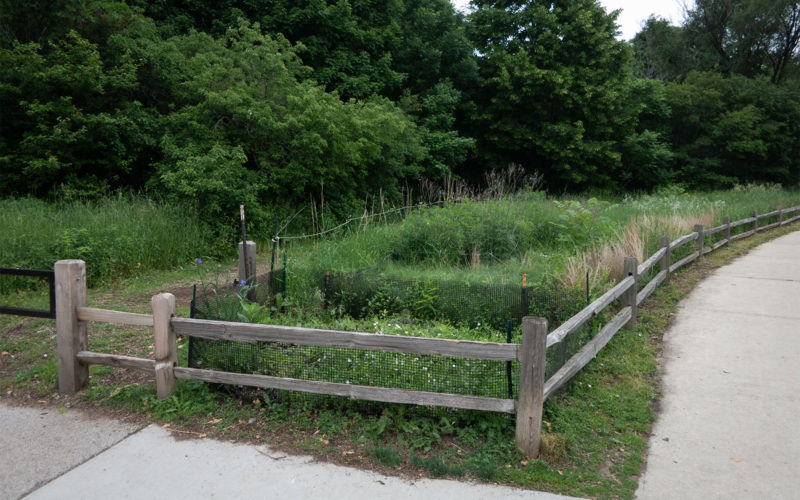 David Bernie Photos Photography Neglected Eastern Prickly Pear Cactus Montrose Point Bird Sanctuary The Magic Hedge Lincoln Park Chicago Native Plants Prairie Garden Chicago Parks District June 2022