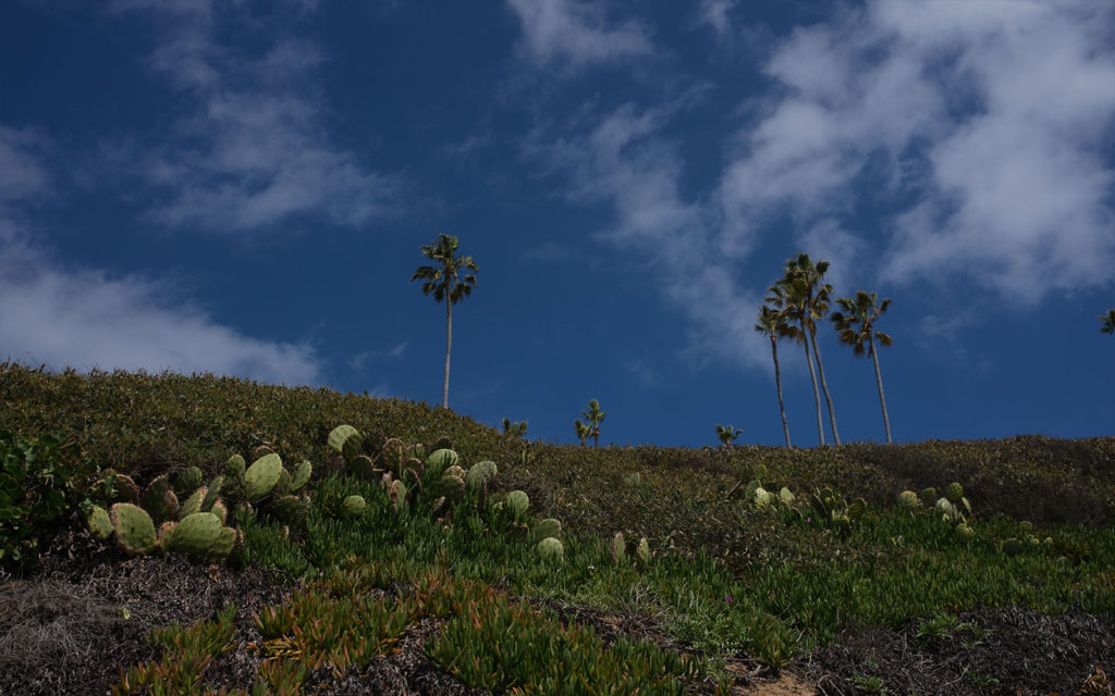 David Bernie Photos Photography Encinitas California Swami's Beach Ocean Fuji x100v Provia March 4, 2023