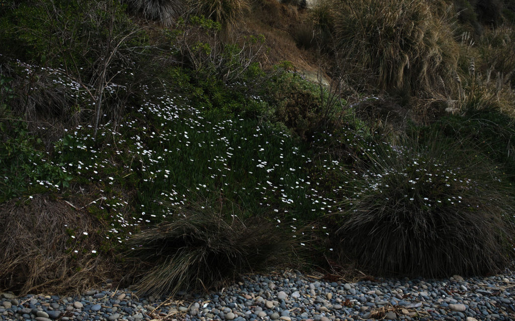 David Bernie Photos Photography Encinitas California Swami's Beach Ocean Fuji x100v Provia March 4, 2023