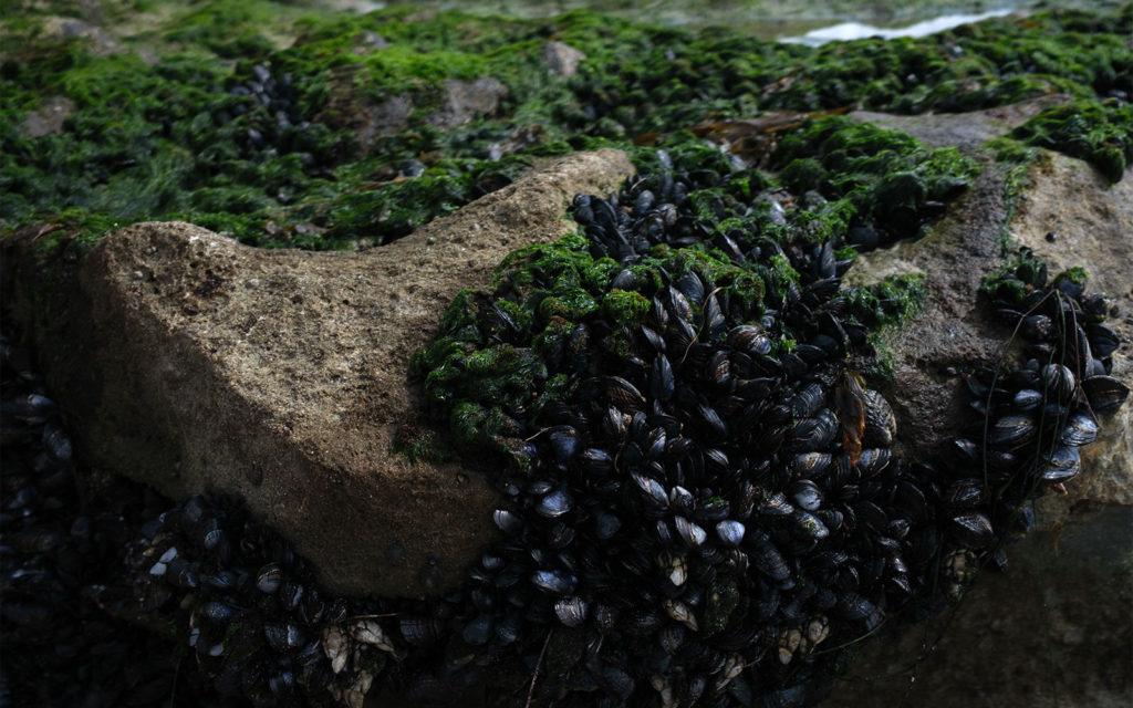 David Bernie Photos Photography Encinitas California Swami's Beach Ocean Fuji x100v Provia March 4, 2023