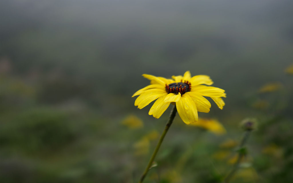 David Bernie Photos Photography Native Plants Torrey Pines San Diego California Fuji x100v Provia March 12, 2023