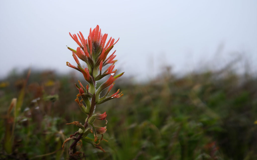 David Bernie Photos Photography Native Plants Torrey Pines San Diego California Fuji x100v Provia March 12, 2023