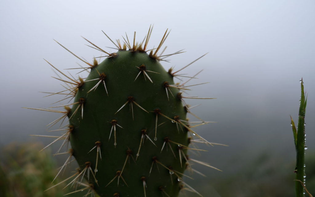 David Bernie Photos Photography Native Plants Torrey Pines San Diego California Fuji x100v Provia March 12, 2023