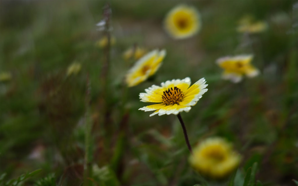 David Bernie Photos Photography Native Plants Torrey Pines San Diego California Fuji x100v Provia March 12, 2023