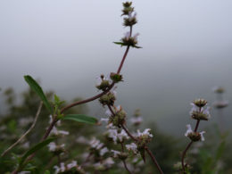 David Bernie Photos Photography Native Plants Torrey Pines San Diego California Fuji x100v Provia March 12, 2023