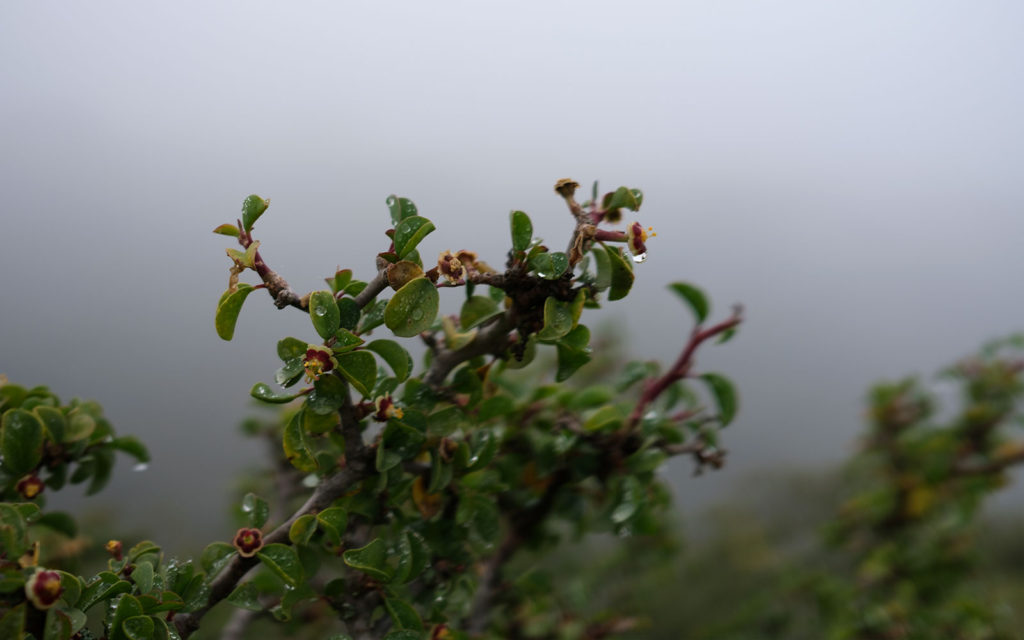 David Bernie Photos Photography Native Plants Torrey Pines San Diego California Fuji x100v Provia March 12, 2023