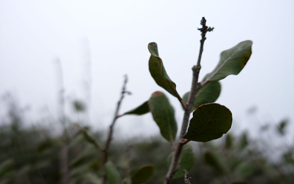 David Bernie Photos Photography Native Plants Torrey Pines San Diego California Fuji x100v Provia March 12, 2023