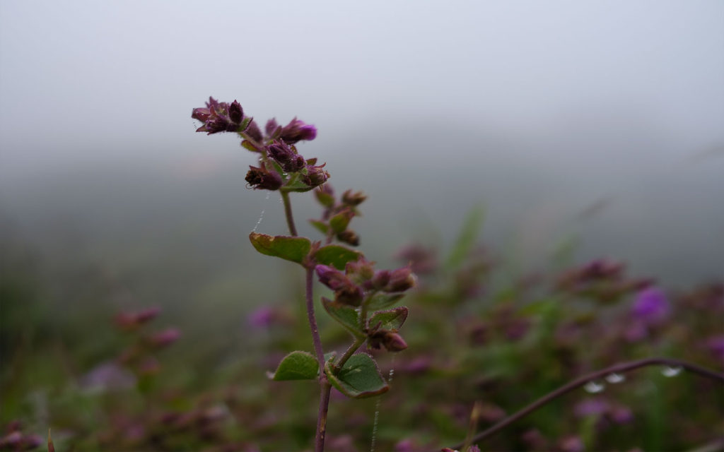 David Bernie Photos Photography Native Plants Torrey Pines San Diego California Fuji x100v Provia March 12, 2023