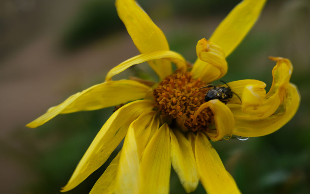 David Bernie Photos Photography Native Plants Torrey Pines San Diego California Fuji x100v Provia March 12, 2023