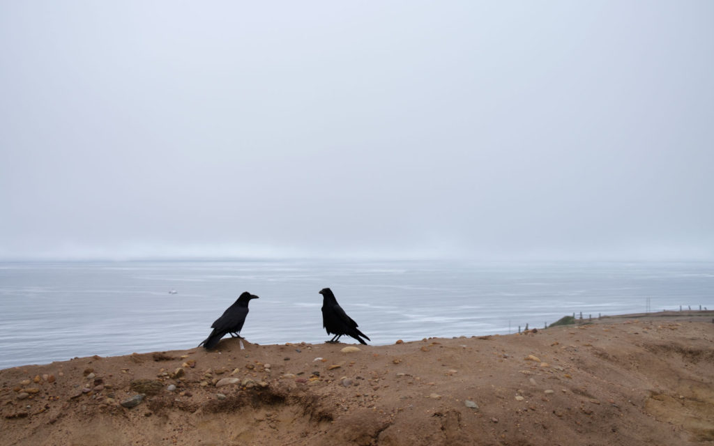 David Bernie Photos Photography Native Plants Torrey Pines San Diego California Fuji x100v Provia March 12, 2023