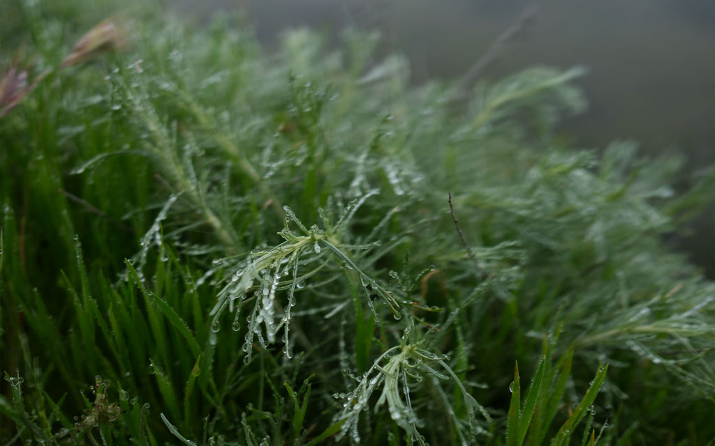 David Bernie Photos Photography Native Plants Torrey Pines San Diego California Fuji x100v Provia March 12, 2023