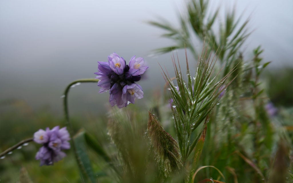 David Bernie Photos Photography Native Plants Torrey Pines San Diego California Fuji x100v Provia March 12, 2023