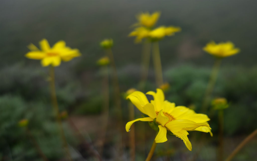 David Bernie Photos Photography Native Plants Torrey Pines San Diego California Fuji x100v Provia March 12, 2023