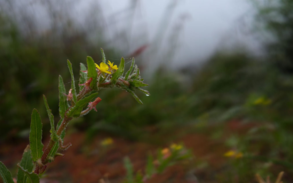 David Bernie Photos Photography Native Plants Torrey Pines San Diego California Fuji x100v Provia March 12, 2023