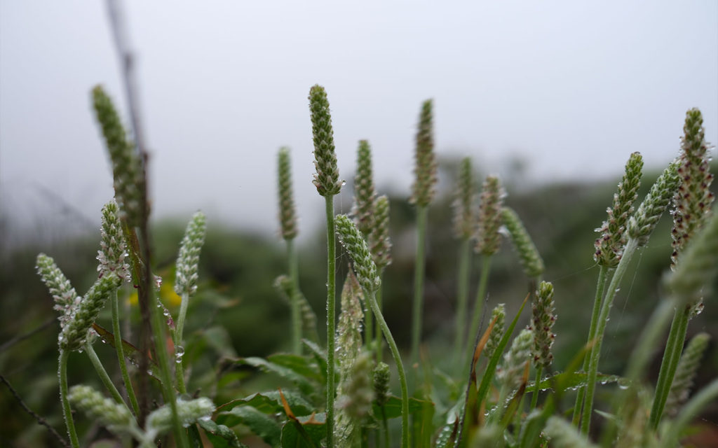 David Bernie Photos Photography Native Plants Torrey Pines San Diego California Fuji x100v Provia March 12, 2023