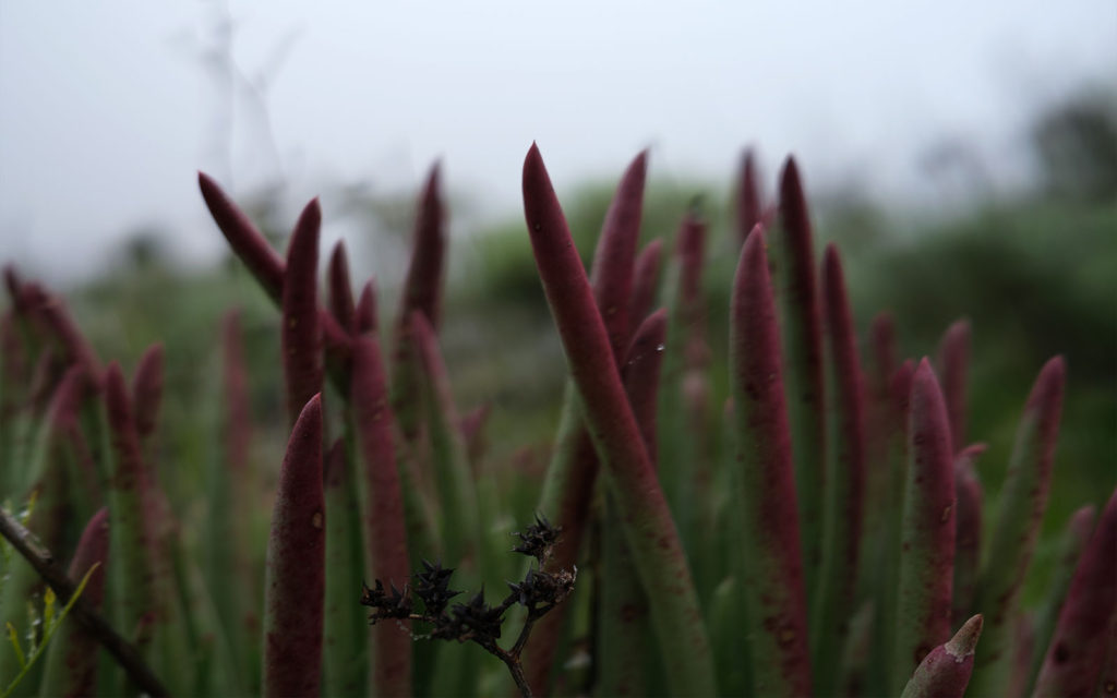 David Bernie Photos Photography Native Plants Torrey Pines San Diego California Fuji x100v Provia March 12, 2023