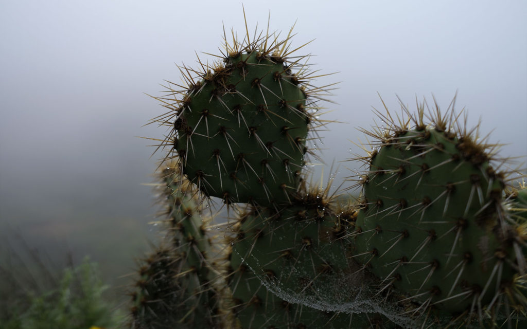 David Bernie Photos Photography Native Plants Torrey Pines San Diego California Fuji x100v Provia March 12, 2023