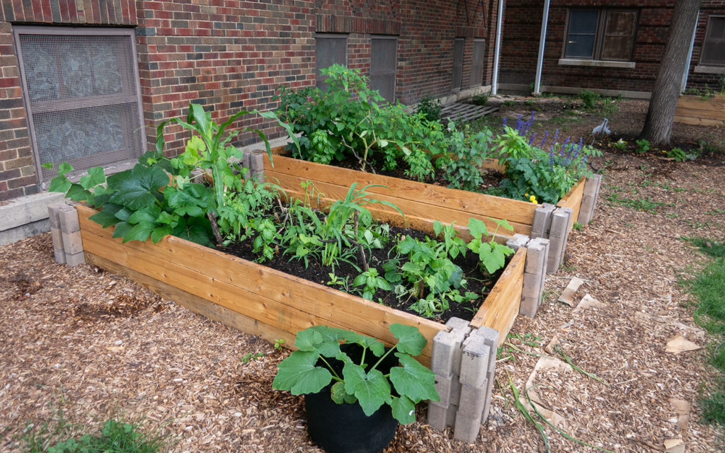 David Bernie Photos Photography American Indian Center Chicago Abandoned Native Foods Plants Garden Jefferson Park