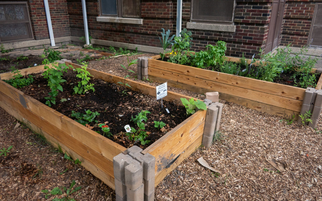 David Bernie Photos Photography American Indian Center Chicago Abandoned Native Foods Plants Garden Jefferson Park