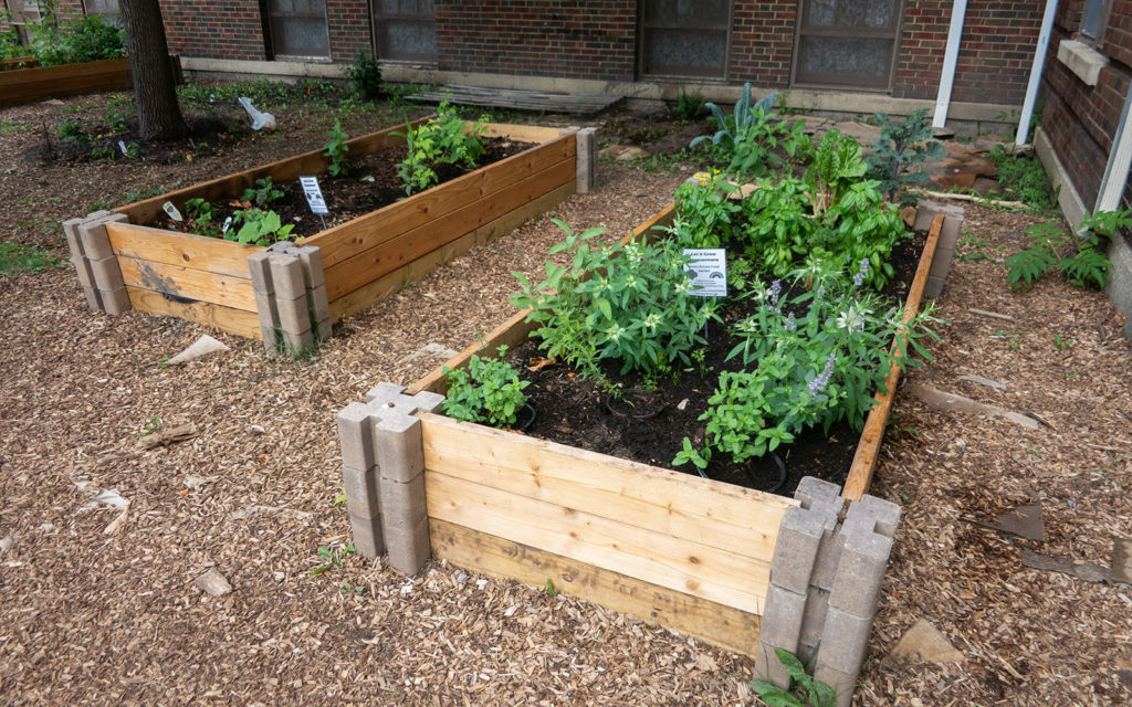 David Bernie Photos Photography American Indian Center Chicago Abandoned Native Foods Plants Garden Jefferson Park