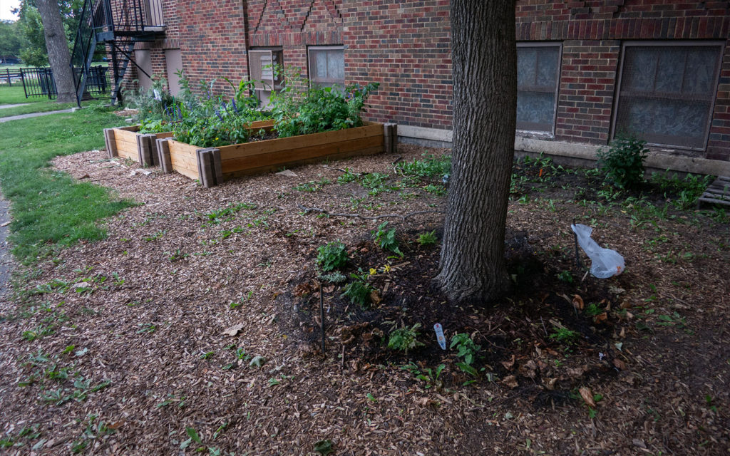 David Bernie Photos Photography American Indian Center Chicago Abandoned Native Foods Plants Garden Jefferson Park