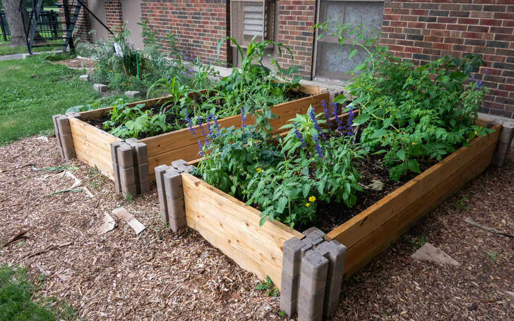 David Bernie Photos Photography American Indian Center Chicago Abandoned Native Foods Plants Garden Jefferson Park