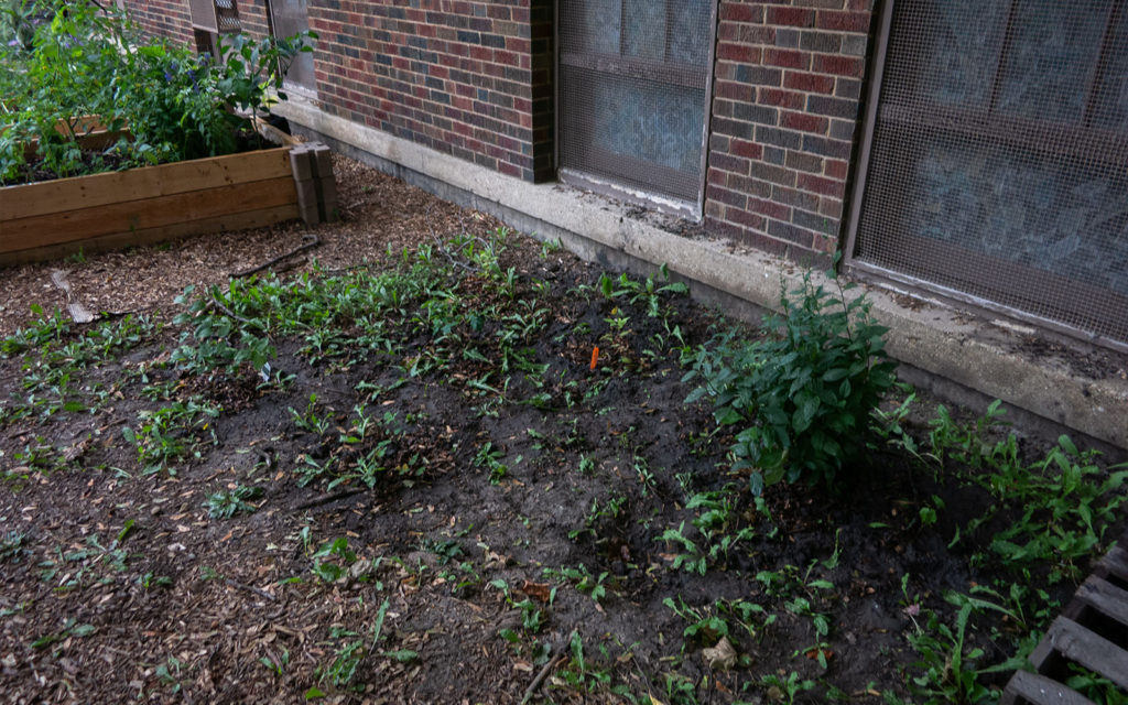 David Bernie Photos Photography American Indian Center Chicago Abandoned Native Foods Plants Garden Jefferson Park