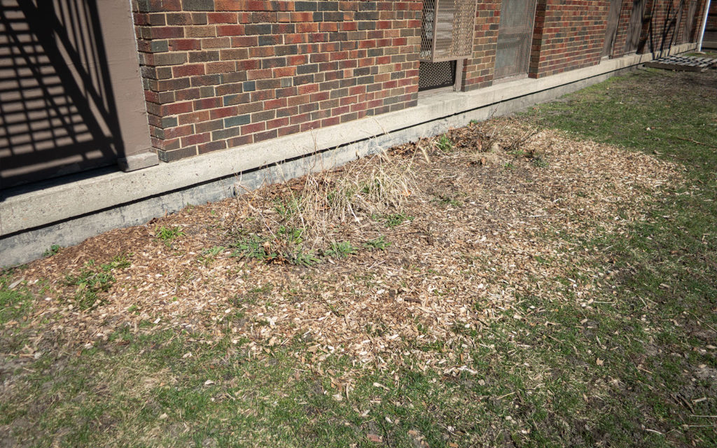 David Bernie Photos Photography American Indian Center Chicago Abandoned Native Foods Plants Garden Jefferson Park