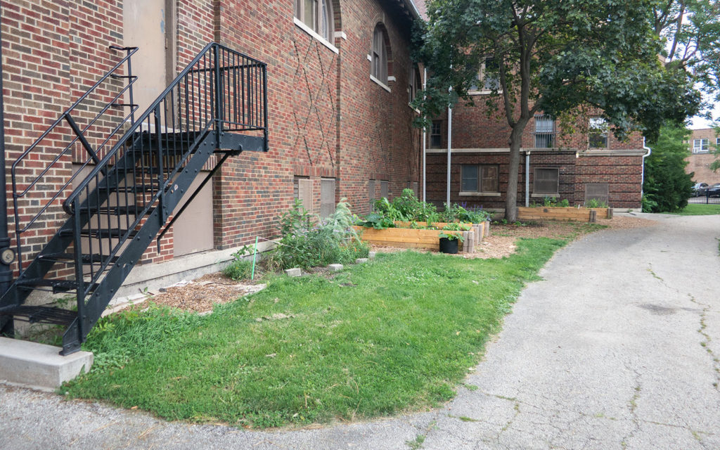 David Bernie Photos Photography American Indian Center Chicago Abandoned Native Foods Plants Garden Jefferson Park