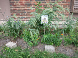 David Bernie Photos Photography American Indian Center Chicago Abandoned Native Foods Plants Garden Jefferson Park