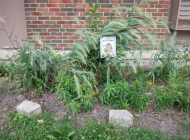 David Bernie Photos Photography American Indian Center Chicago Abandoned Native Foods Plants Garden Jefferson Park