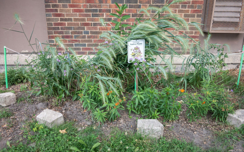 David Bernie Photos Photography American Indian Center Chicago Abandoned Native Foods Plants Garden Jefferson Park