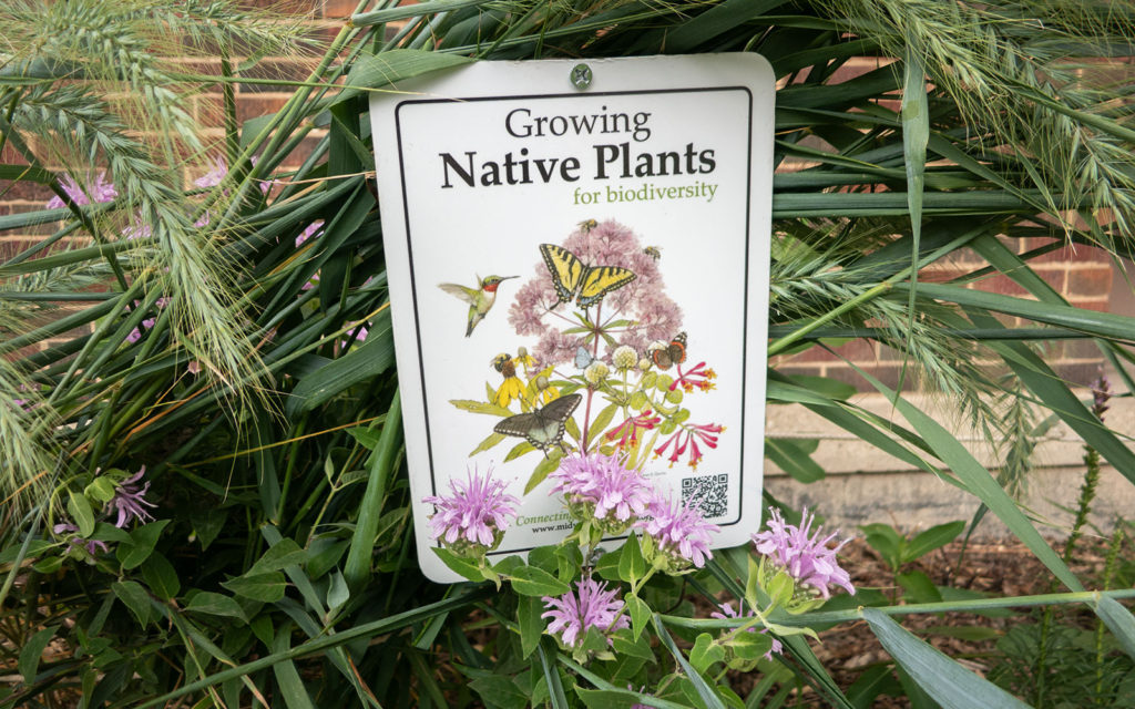 David Bernie Photos Photography American Indian Center Chicago Abandoned Native Foods Plants Garden Jefferson Park