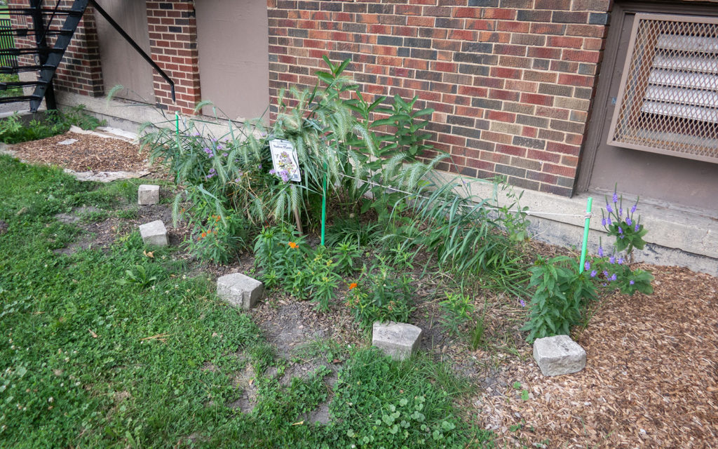 David Bernie Photos Photography American Indian Center Chicago Abandoned Native Foods Plants Garden Jefferson Park