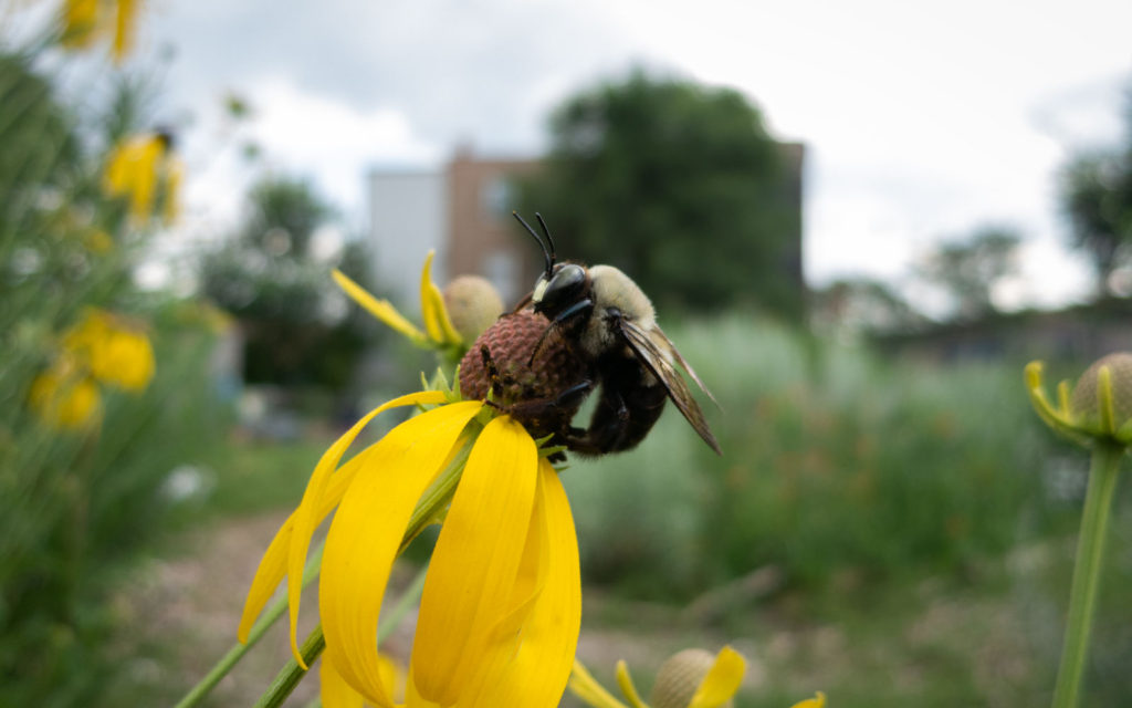 David Bernie Photos Photography First Nations Garden Chi-Nations Youth Council Chicago Native Plants Insects Bees