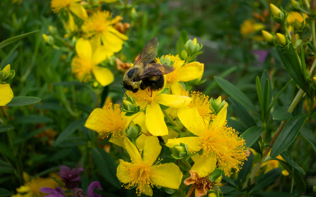 David Bernie Photos Photography First Nations Garden Chi-Nations Youth Council Chicago Native Plants Insects Bees