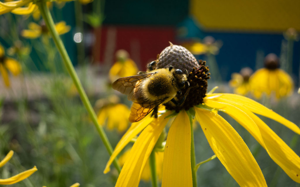 David Bernie Photos Photography First Nations Garden Chi-Nations Youth Council Chicago Native Plants Insects Bees