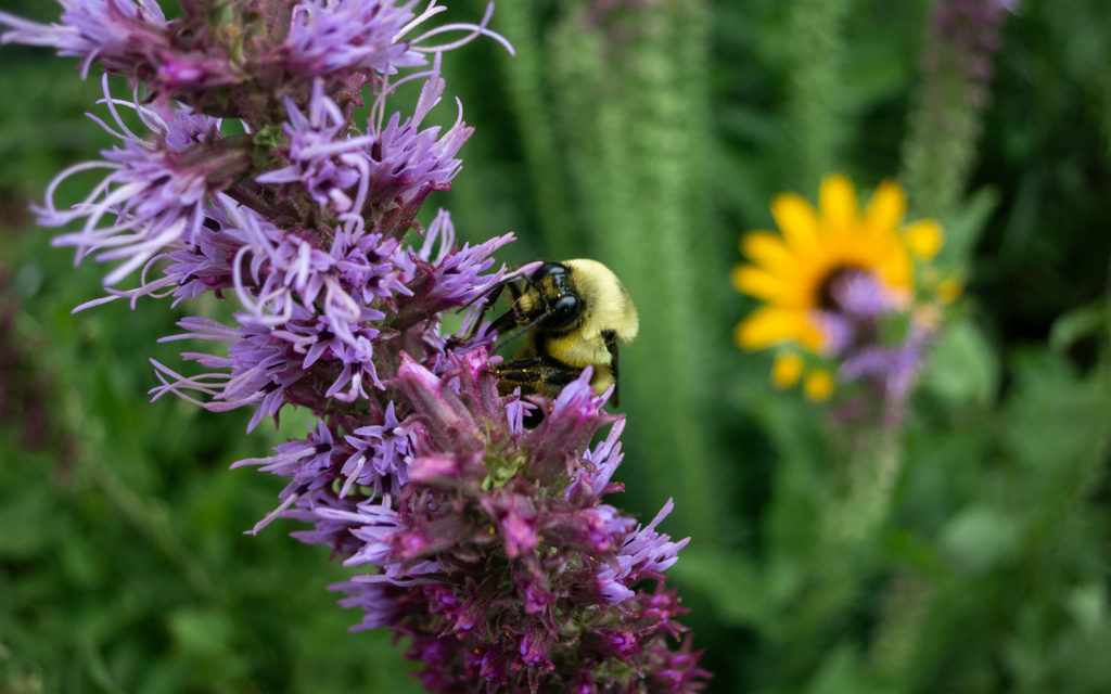 David Bernie Photos Photography First Nations Garden Chi-Nations Youth Council Chicago Native Plants Insects Bees