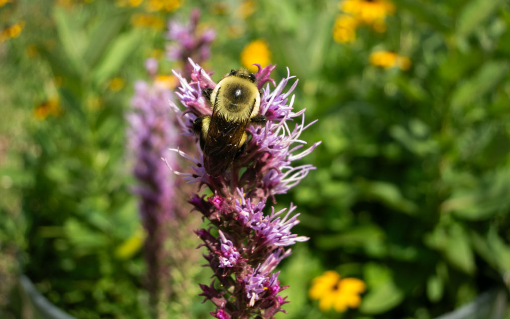 David Bernie Photos Photography First Nations Garden Chi-Nations Youth Council Chicago Native Plants Insects Bees