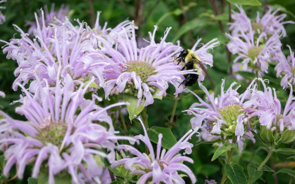 David Bernie Photos Photography First Nations Garden Chi-Nations Youth Council Chicago Native Plants Insects Bees