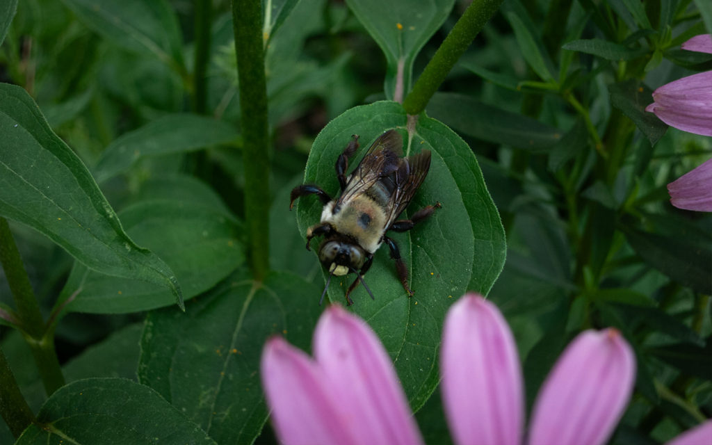 David Bernie Photos Photography First Nations Garden Chi-Nations Youth Council Chicago Native Plants Insects Bees