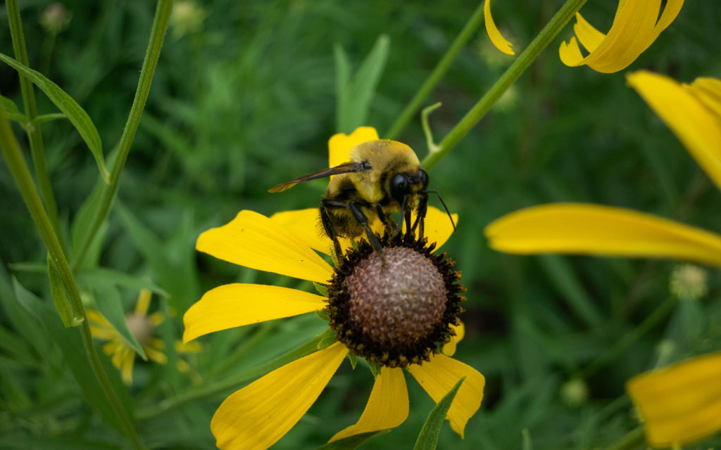 David Bernie Photos Photography First Nations Garden Chi-Nations Youth Council Chicago Native Plants Insects Bees