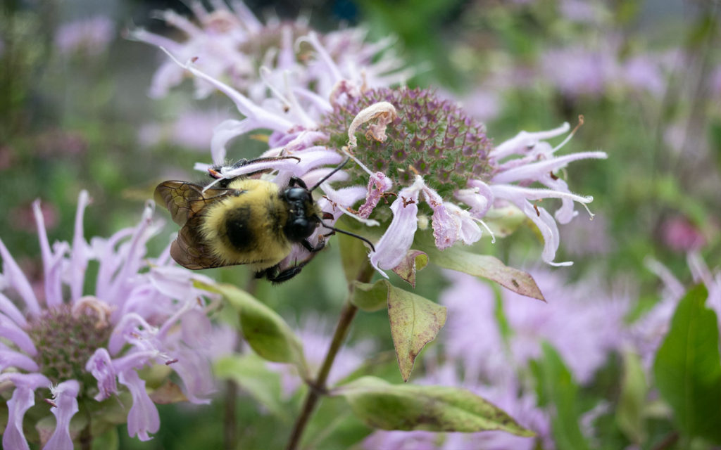 David Bernie Photos Photography First Nations Garden Chi-Nations Youth Council Chicago Native Plants Insects Bees