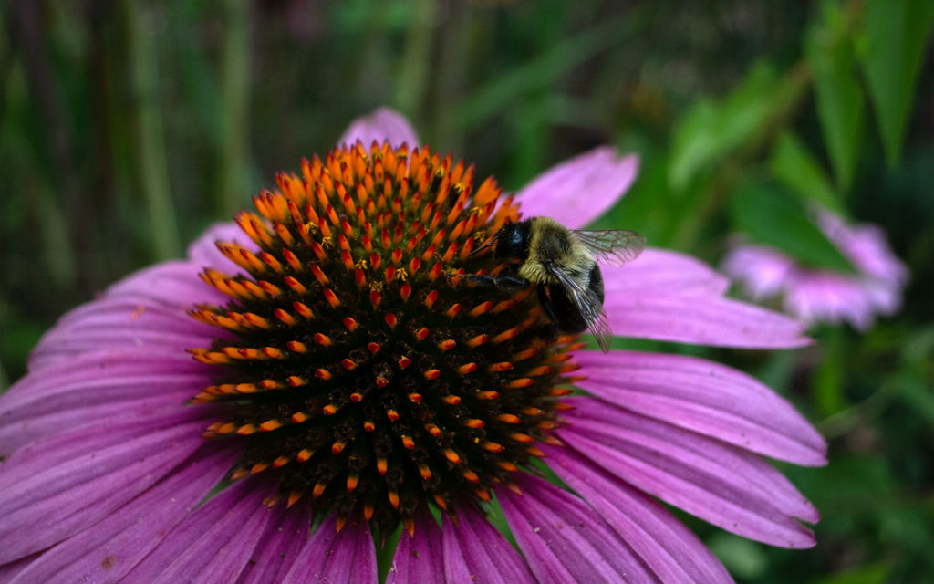 David Bernie Photos Photography First Nations Garden Chi-Nations Youth Council Chicago Native Plants Insects Bees