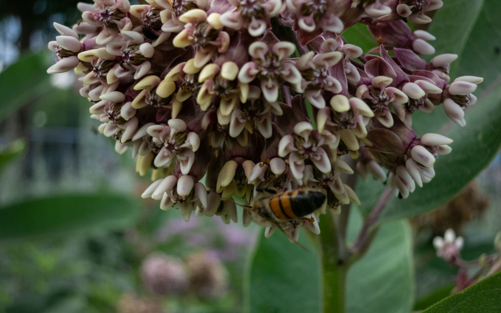 David Bernie Photos Photography First Nations Garden Chi-Nations Youth Council Chicago Native Plants Insects Bees