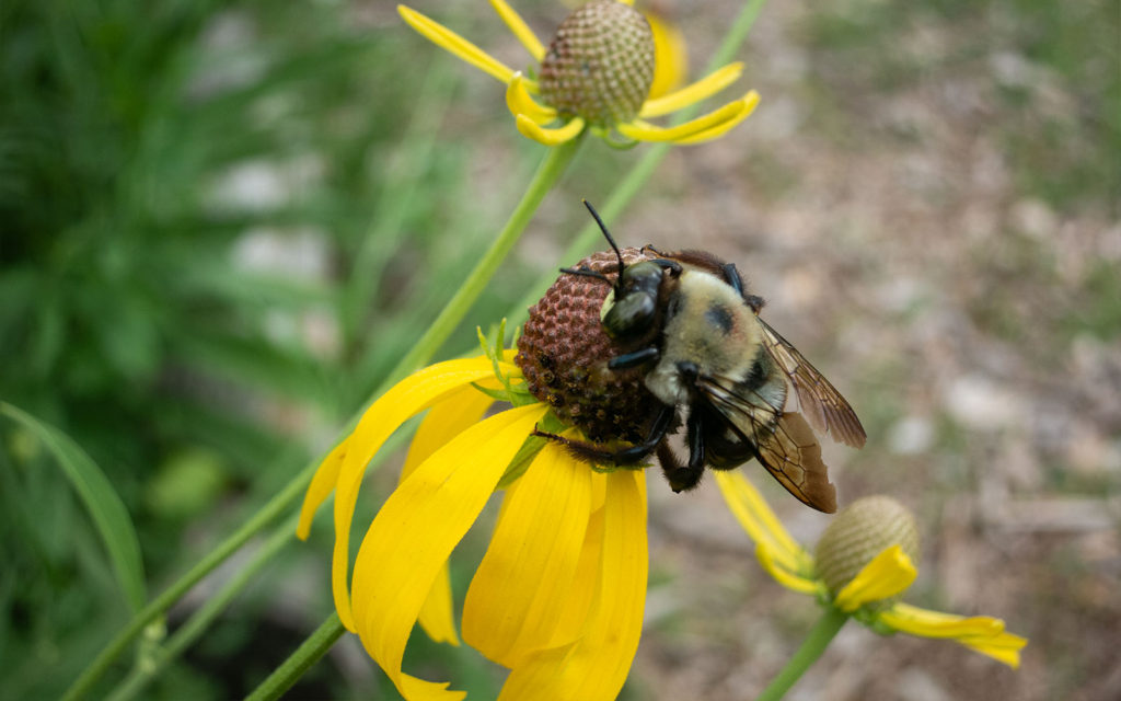 David Bernie Photos Photography First Nations Garden Chi-Nations Youth Council Chicago Native Plants Insects Bees