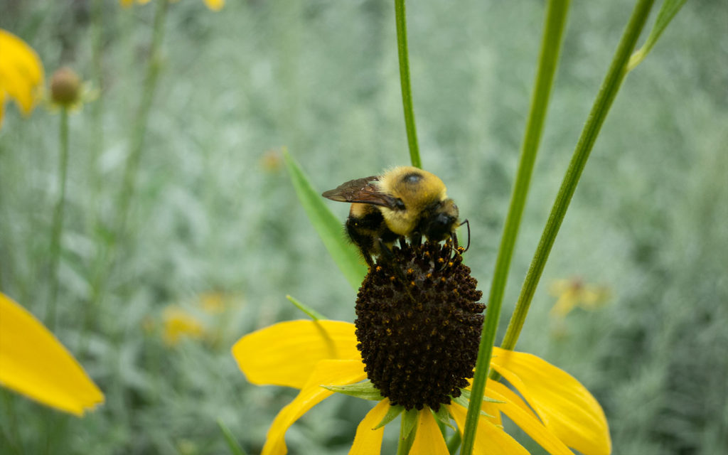 David Bernie Photos Photography First Nations Garden Chi-Nations Youth Council Chicago Native Plants Insects Bees