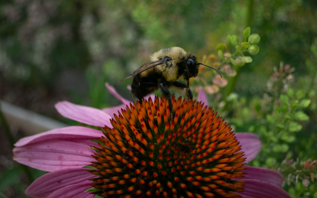 David Bernie Photos Photography First Nations Garden Chi-Nations Youth Council Chicago Native Plants Insects Bees