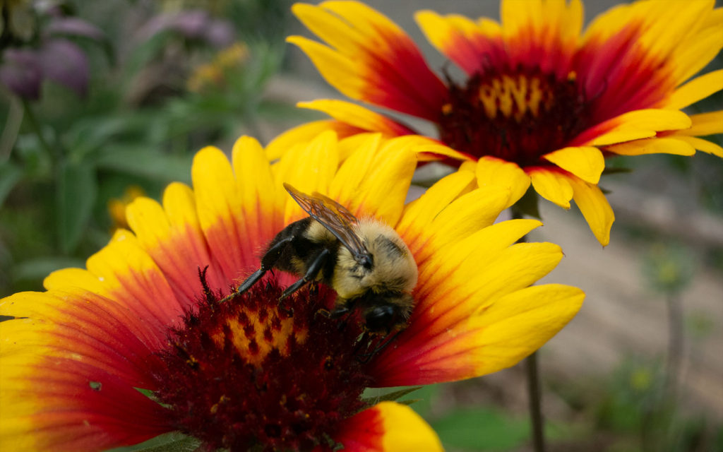 David Bernie Photos Photography First Nations Garden Chi-Nations Youth Council Chicago Native Plants Insects Bees